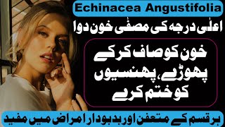 Echinacea Angustifolia Homeopathic Medicine Uses amp Symptoms in UrduHindi [upl. by Ardnahcal901]