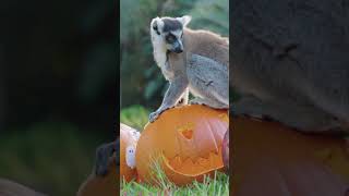 Halloween cuteness at Australia Zoo 🎃 [upl. by Philina]