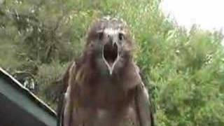 redtailed hawk screaming [upl. by Seta]