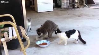 Raccoon Steals Cat Food voiceover [upl. by Aldwon]