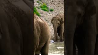 Elephants MOVIE on River [upl. by Enelime]