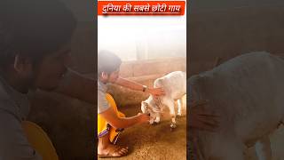 पूंगनूर गाय the worlds smallest cowpunganurshorts viralshorts youtubshorts trendingshorts [upl. by Octavla]