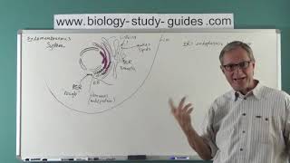 Eukaryotic Cells  Part 2 The Endomembranous System [upl. by Bathsheeb]