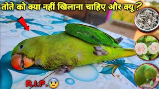 तोता को क्या नहीं खिलाना चाहिये  Unhealthy Food for Parrot [upl. by Salomi]