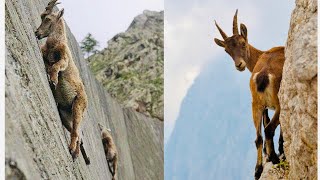 Mountain Goats  The Incredible Ibex Defies Gravity Despite Its Hooves [upl. by Aliehc]