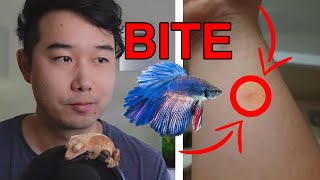 what could happen if you get BITTEN by a BETTA FISH  Fish Tank Review 229 [upl. by Jacqueline519]