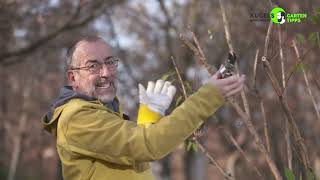 Rückschnitt von Ziersträuchern im Winter  Gartentipps von Volker Kugel  wwwgrünzeugtv [upl. by Yrojram614]