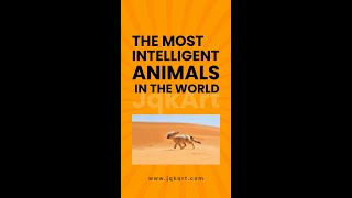 12 of the Top 30 Smartest Animals on Earth Quiz quiz animals animalquiz [upl. by Lekkim]