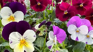 Planting pansies and violas Compare and contrast and sharing which is my favorite [upl. by Hadwin]