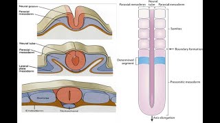 Paraxial mesoderm and Formation of Somitomeres Somites [upl. by Bowrah144]