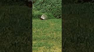 attracting peahen [upl. by Dodwell400]