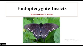 Endopterygote Insects [upl. by Durston]