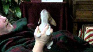 Piebald weiner dachshund puppy howling [upl. by Notyrb]