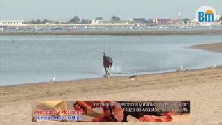 Caballo desbocado  Carreras de Caballos 2016 [upl. by Novad]