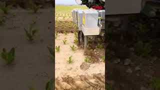 মেশিনের সাহায্যে নিড়ানি দেওয়া হচ্ছে মাঠেagriculturelife china chinaagriculture [upl. by Cain]