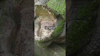 Top 10 Largest Crocodiles Ever Recorded crocodile wildlife facts shorts [upl. by Aizahs]