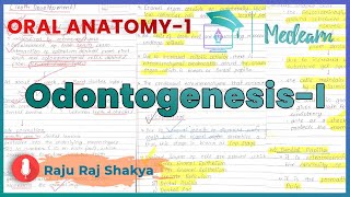 Oral Anatomy1 OdontogenesisI  Initiation Bud and Cap Stage Histo Diagrams  MEDLEARN [upl. by Eibmab]