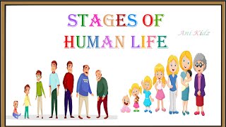 Stages of Human Life  Human Life Cycle  Stages of Life  Infancy to Elderly  Life Stages GK [upl. by Lebasy624]