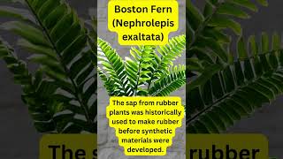 Plant Facts  Boston Fern Nephrolepis exaltata [upl. by Oruam22]