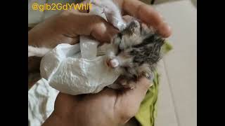 C32 Feed Rescued Kitten Formula With Syringe rescue newborn kitten [upl. by Berk798]