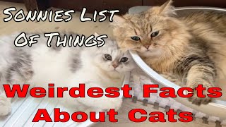 Weirdest Facts About Cats [upl. by Llertnek]