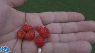 ⟹ Japanese wineberry  Rubus phoenicolasius  What do they taste like 2018 [upl. by Slemmer830]