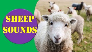 Sheep Sounds  Sheep Sound Effect  Animal Sounds [upl. by Lrigybab]