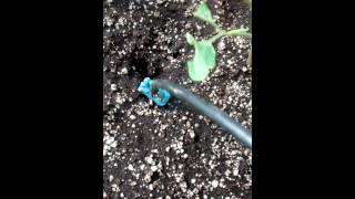 Tomato drip irrigation [upl. by Heffron382]