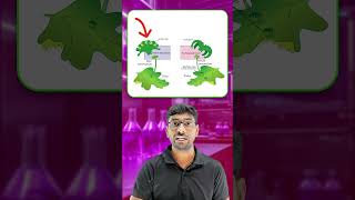 CBSE Class 11 Biology  Plant Kingdom  Bryophyte Liverworts Life Cycle  OneMinute Video [upl. by Aicnerolf573]