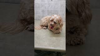 HavanesePoodle dog breed Before amp After grooming transformation video dog grooming [upl. by Aurelea]