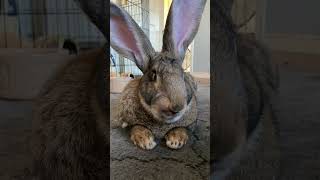 Flemish Giant Rabbit Understands What This Sound Means [upl. by Maillw]