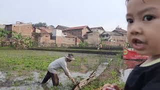 liatin kerbau lagi bajak sawah part2 [upl. by Agnese]