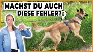 Hund zieht an der Leine nichts hilft Das macht fast jeder falsch [upl. by Cody]