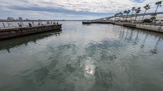 本日最速浜名湖新居海釣り公園（サビキ）速報📢【浜名湖釣り】🎣少し寝てから飛びます☝️ [upl. by Imit2]