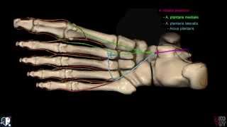 Untere Extremität  Arterien  Fuß  3D [upl. by Ronalda995]