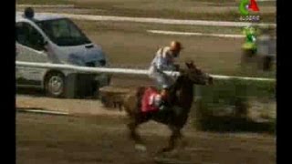 Algeriegrand prix du pure sang arabe [upl. by Ryun]