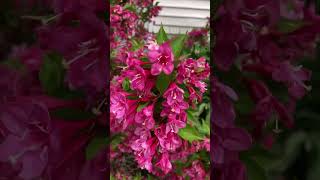 Sonic Bloom Pink Weigela  Illinois Zone 5 Garden Shorts [upl. by Marie-Ann]