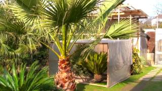 Washingtonia filifera 2017 03 14 [upl. by Ettenil]