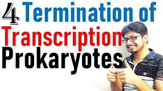 Transcription termination in prokaryotes  Prokaryotic transcription lecture 4 [upl. by Nerta]