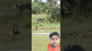 wildlife impala safari hunting animals deer shortvideo wildwildlife shortsviral shorts [upl. by Enautna660]