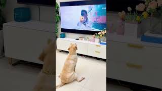 Dogs watch TV and get scared funnyvideos dog funny [upl. by Idden364]