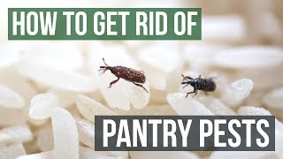 How to Get Rid of Pantry Pests Guaranteed 4 Easy Steps [upl. by Lacee706]