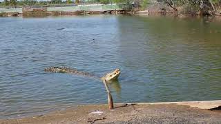 Koorana Crocodile Farm 3 [upl. by Enegue]