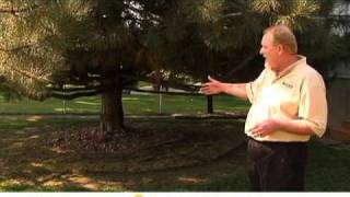 Pine Tree Problem Area Landscape Tips [upl. by Marshall]