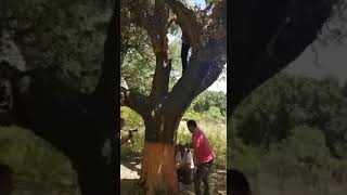 Come si ricava il sughero da un albero  Working cork tree [upl. by Kravits629]