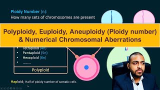 Polyploidy Euploidy Aneuploidy Ploidy number amp Numerical Chromosomal Aberrations [upl. by Maida]