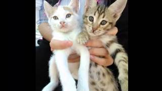 Kedi Miyavlama Sesleri  Cat Meow Sound [upl. by Larcher314]