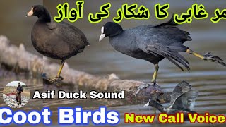 Coot birds new call sound  مرغابی کا شکار  Coot birds hunting voice [upl. by Carol]