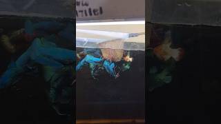 Feeding live worms to betta fry’s avatar2bettabreedingcupang hyderabad allinteresting [upl. by Adon]