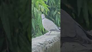 Collared Dove nature mehsna gujarat dove bird birdie birdie peaceful birdwatching birds [upl. by Freda277]